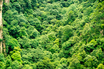 Zhangjiajie scenic area in Hunan Province, China