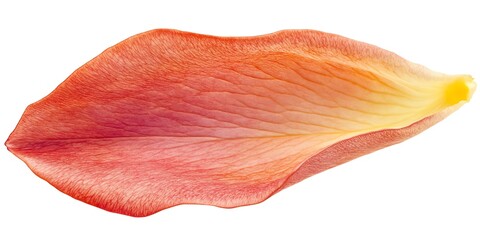 A single rose petal isolated on white background 