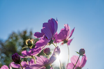 逆光に輝くコスモスと青空