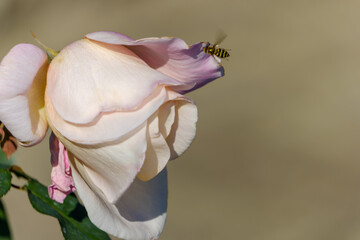 バラのつぼみと飛ぶハチ