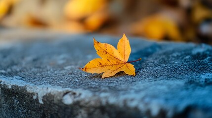 Fallen yellow maple leaf resting on concrete surface in autumn