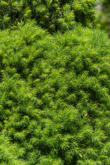 SBright green young short needles as texture for design. Small needles on branches of Canadian spruce Picea glauca Conica. Close-up. Place for your text. selective focus