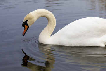 Fototapeta premium Mute swan is floating on the lake and looking for food