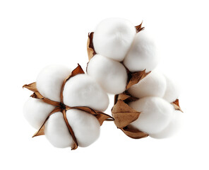 Fluffy cotton bolls png isolated on transparent background