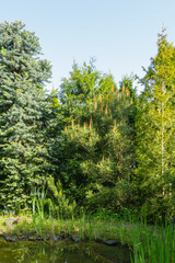 Sunny day in spring garden. Pinus densiflora Umbraculifera. Young yellow female pine cones on long shoots Pinus densiflora Umbraculifera. Close-up. Nature concept for design. Selective focus