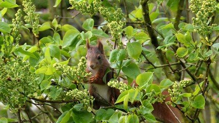 Eichhörnchen-1