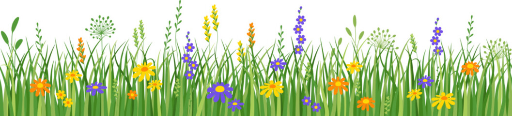 Flowers and grass border, meadow flowers and green grass, vector illustration