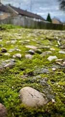 Old Paved Footpath Covered with Moss in Winter