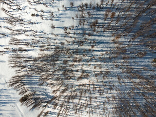 Beautiful aerial winter view with fresh powder snow. Landscape with spruce trees, high Alpine mountains on background, scenic winter forest wonderland with snowcapped pine trees. drone fly, top view. 