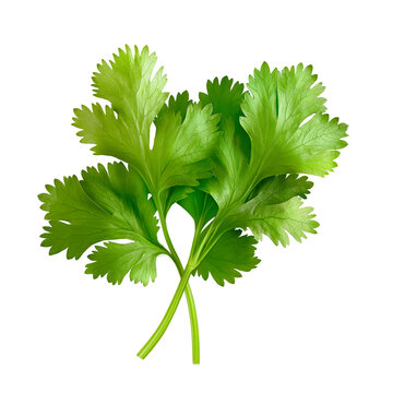 Cilantro Sprigs Images – Browse 11,341 Stock Photos, Vectors, and Video | Adobe Stock