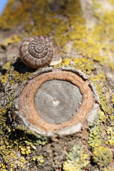 a snail on tree trunk