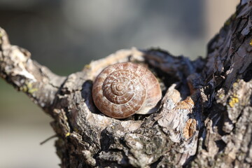 a snail on tree trunk