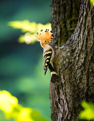 Beautiful Upupa epops Hoopoe they feed their young in a nest in a tree.