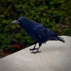 Black Crow Perched on a White Stone Bench with Green Bushes Behind