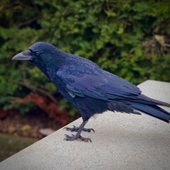 Black Crow Perched on a White Stone Bench with Green Bushes Behind