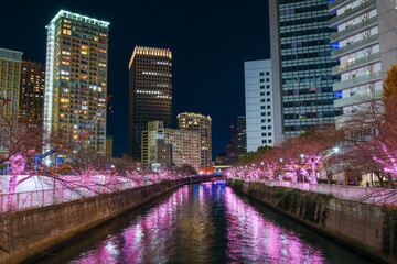 Fototapeta premium 東京都品川区 目黒川のイルミネーション
