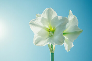 Obraz premium Beautiful flowers