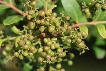 berries and leaves of schinus terebinthifolius raddi tree