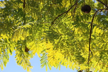 backlit branches of jacaranda tree