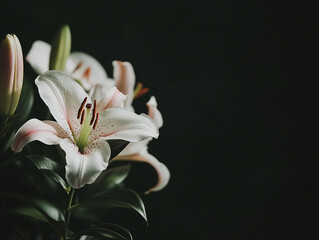 Fototapeta premium Beautiful flowers