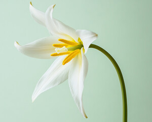 Fototapeta premium Beautiful flowers