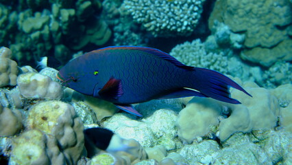 Dusky parrotfish (Scarus niger) undersea, Red Sea, Egypt, Sharm El Sheikh, Montazah Bay