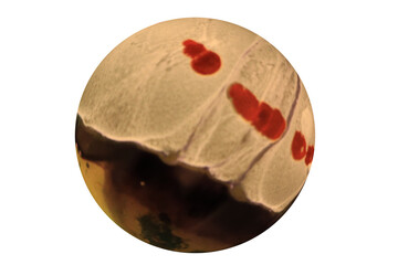 Planets for use in your photos or art images. Made from liquid art using water, paint, soap, oil and inks. Macro photos. Various colors and textures. Resize to add in your photographs or art.