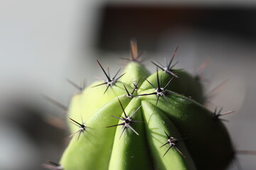  close up of cactus with spikes