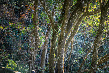 Sunlight Filtering Through a Lush Forest
