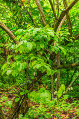 Fototapeta premium A tree with green leaves and brown bark