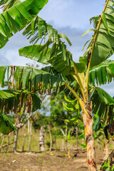 A tree with a bunch of bananas on it