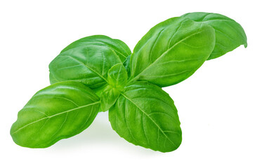 Isolated Basil leaves. Green  Basil leaf  on white background. Package design element