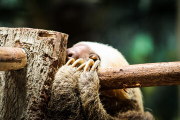 sloth climbing © Ran