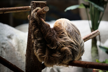 sloth climbing © Ran