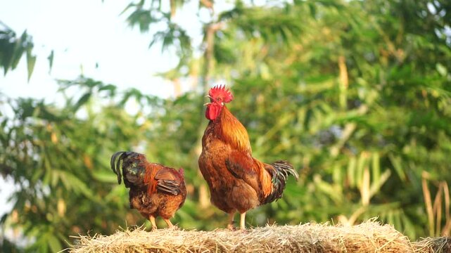 A pair of chickens on a haystack on a farm, one of them is crowing, slow motion.