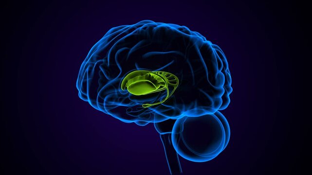 human brain internal parts anatomy. 3d illustration
