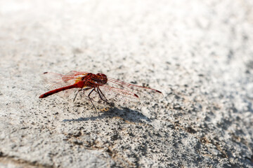 red dragonfly on a rock