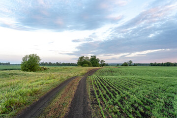 A dirt road through a field of young shoots in the rays of the morning sun.