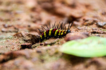 caterpillar on a leaf