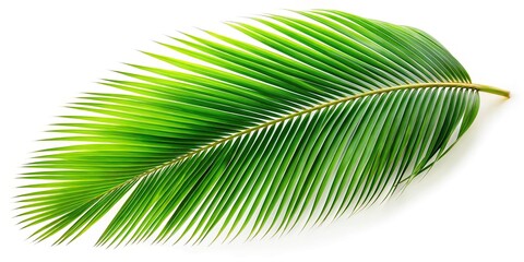 Obraz premium Silhouette coconut trees leaf isolated on white background