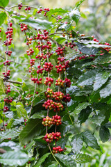 Arabica Coffee Plant with Ripening Red Cherries on Branches in a Green, Lush Coffee Plantation Environment