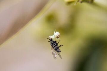 spider eating fly