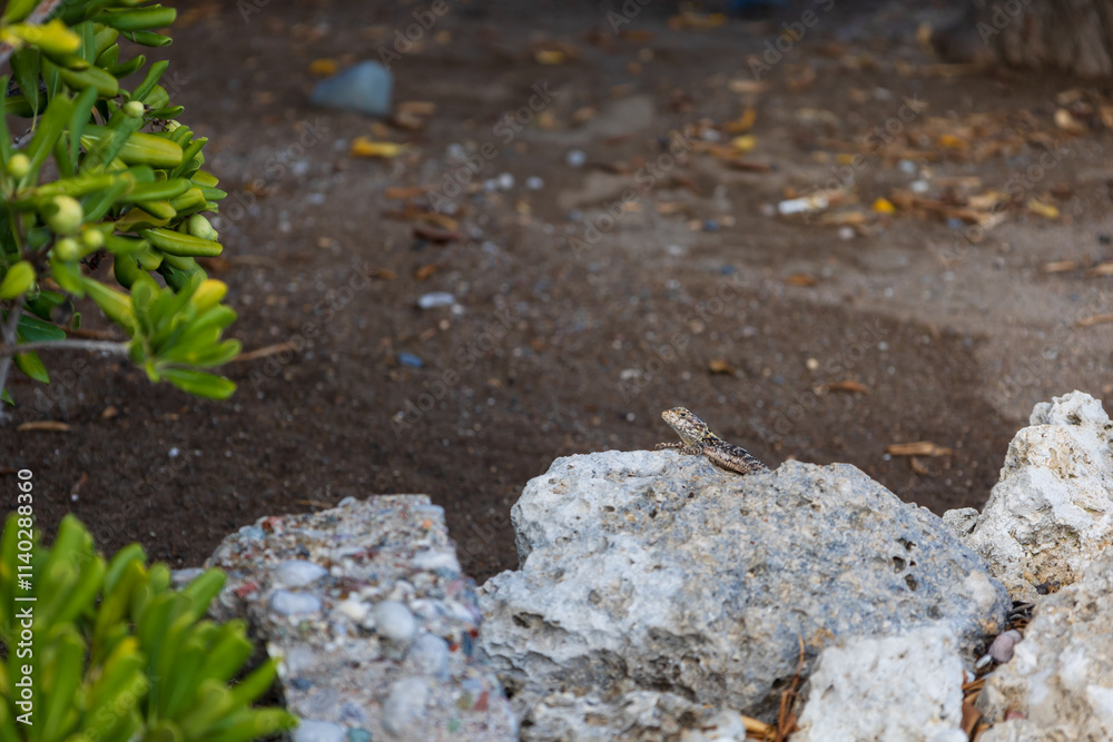 Wall mural Small lizard among the stones on the beach