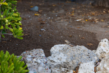 Small lizard among the stones on the beach
