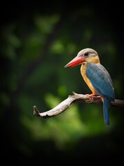 Obraz premium Stork-billed Kingfisher
