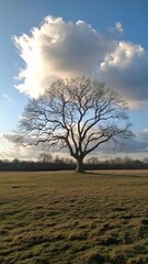 Fototapeta premium Majestic sycamore tree on gentle rise at topaz landscape nature photography serene environment