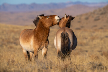 Przewalski's horse or Takhi