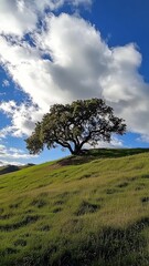 Obraz premium Sycamore tree on grassy hill nature scene scenic landscape bright sky tranquil environment nature beauty