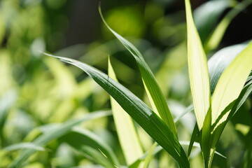 sunkissed close up of green grass with bokeh background in macro photography