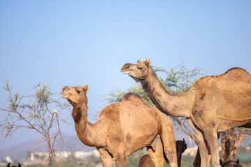 Obraz premium Portrait of domestic Camel at fair ground in Pushkar during fair for trading.